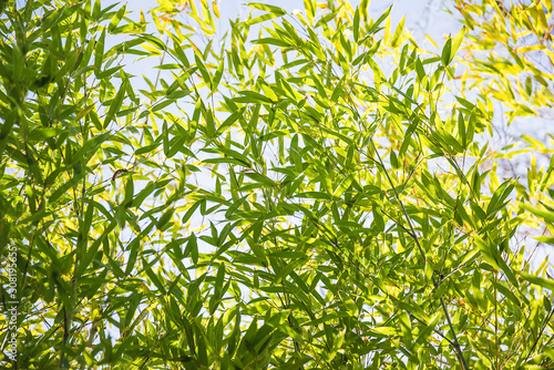 Beautiful lush foliage of green bamboo against the blue sky on sunny day