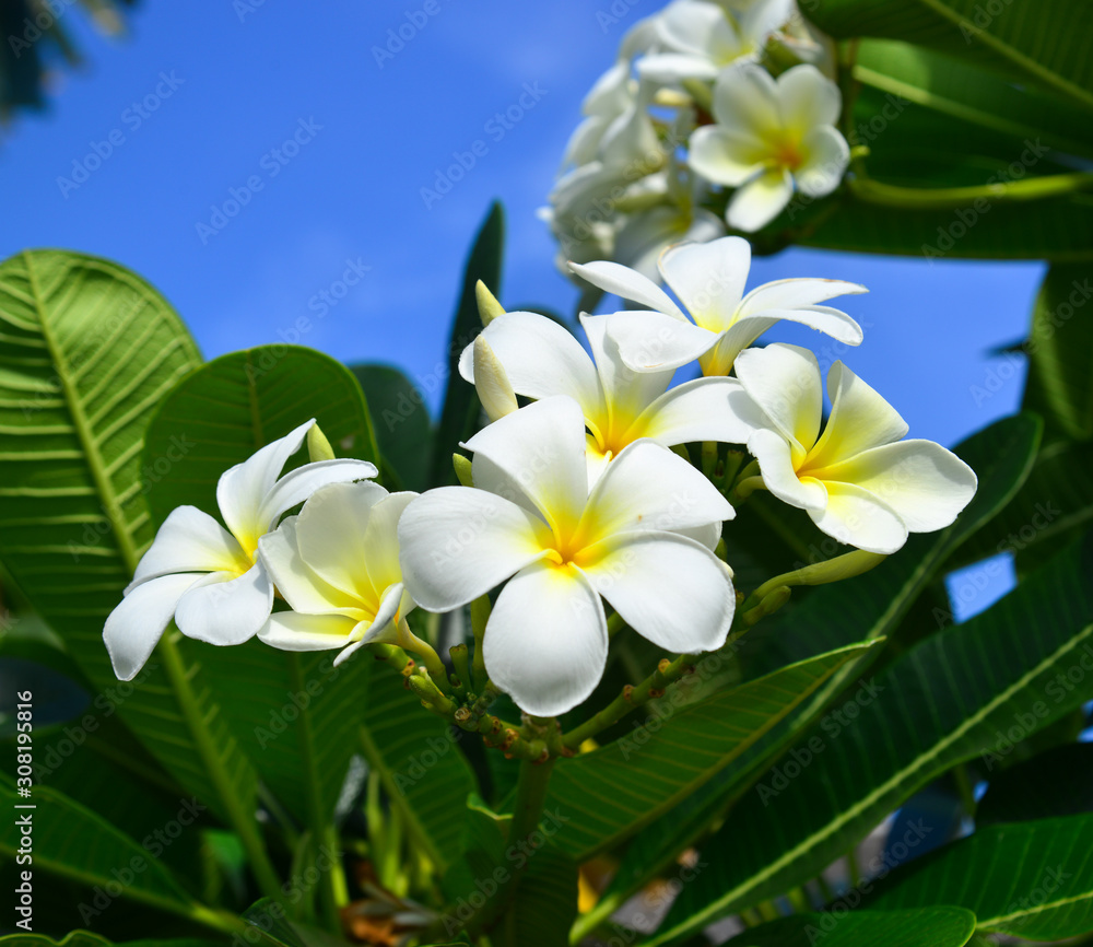 Obraz premium White and yellow Plumeria Frangipani flowers