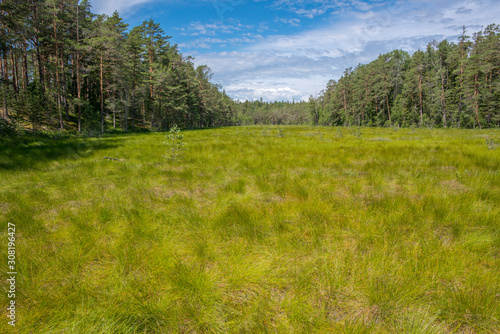 Paysage de tourbi  re et for  t dans le parc national de Lahemaa  Estonie.