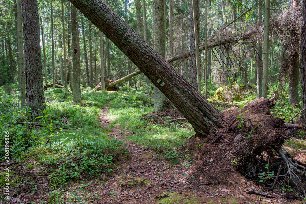 Bois mort, forêt de pins dans le parc national de Lahemaa, Estonie. Bois mort, forêt de pins dans le parc national de Lahemaa, Estonie.