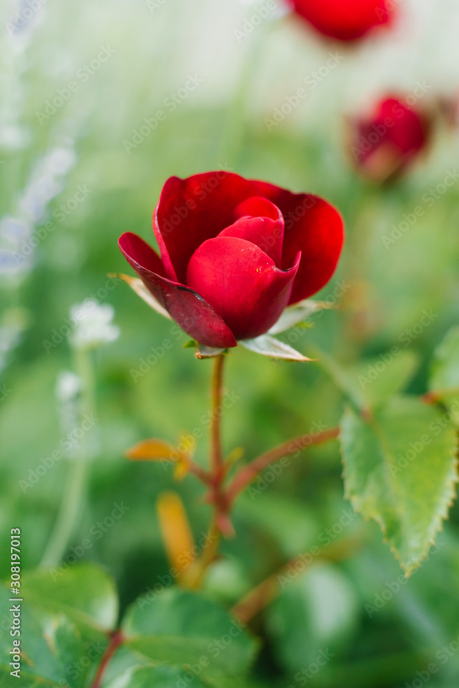 Blossoming Bud of a red mini roses in the garden in the summer