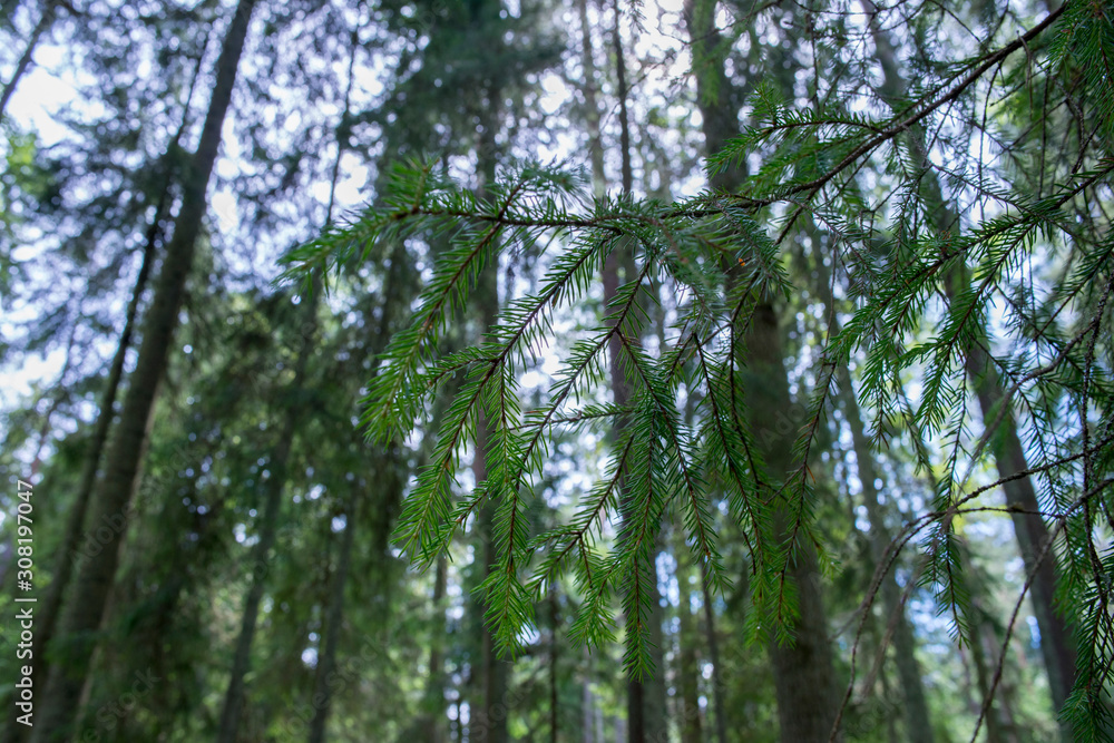 Obraz premium Paysage forestier dans le parc national de Lahemaa, Estonie.