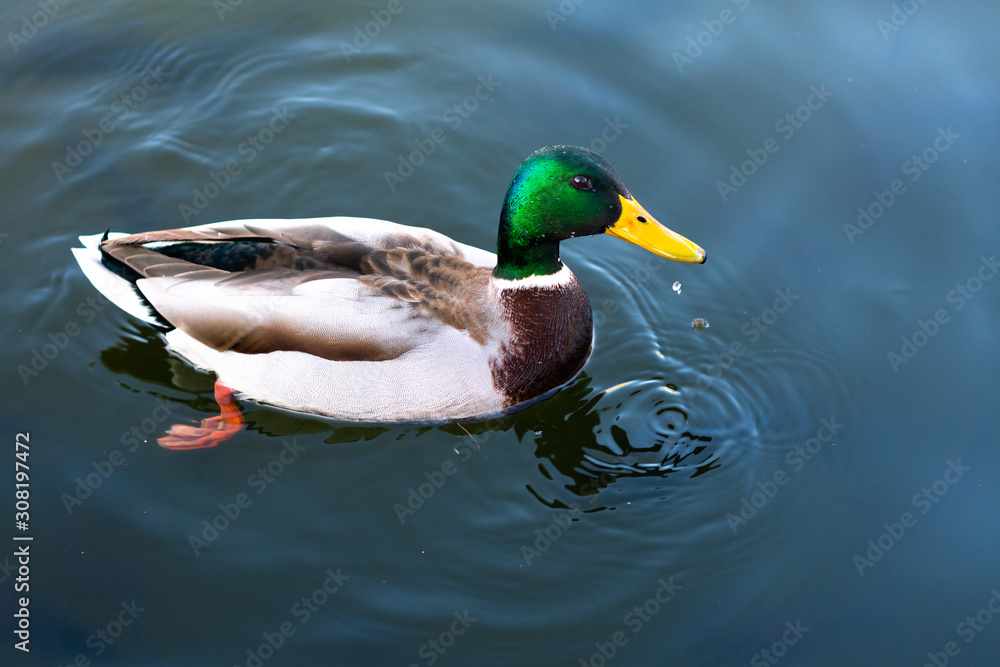 Fototapeta premium Wild duck swimming in pond