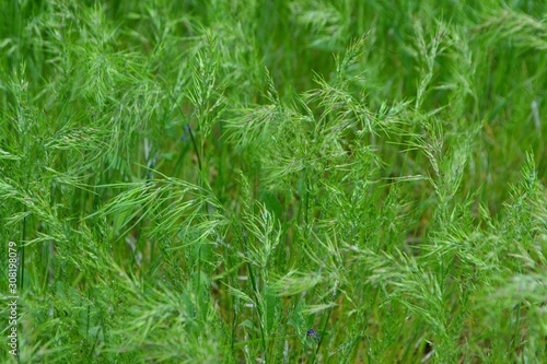 Green plants field
