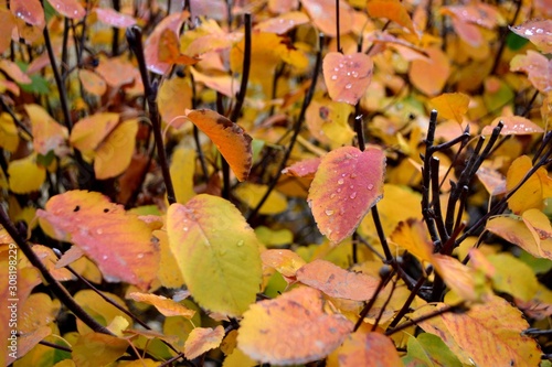Autumn leaves in the park