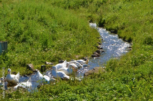 Ducks swim in the clear river