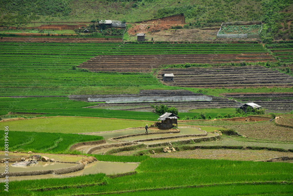 Terraced rice field in Northwest Vietnam