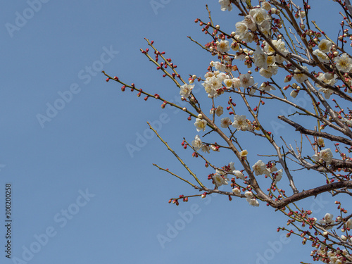 白い梅の花