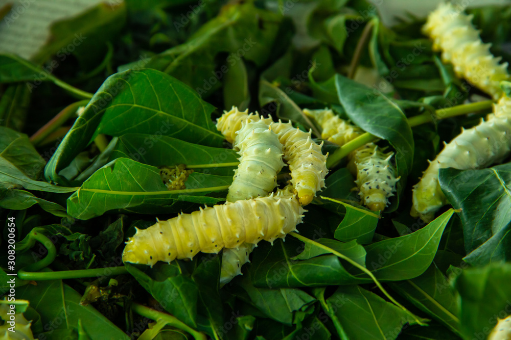 Fototapeta premium Close up of Silkworm.