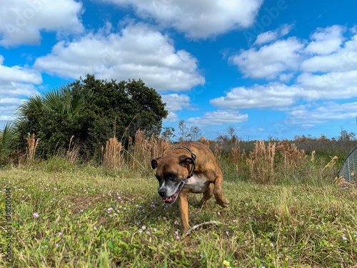 Fototapeta Naklejka Na Ścianę i Meble -  Dog plays fetch in a field