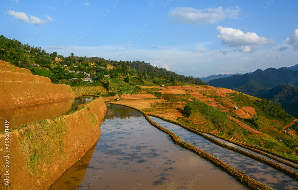 Obraz premium Terraced rice field in Northwest Vietnam