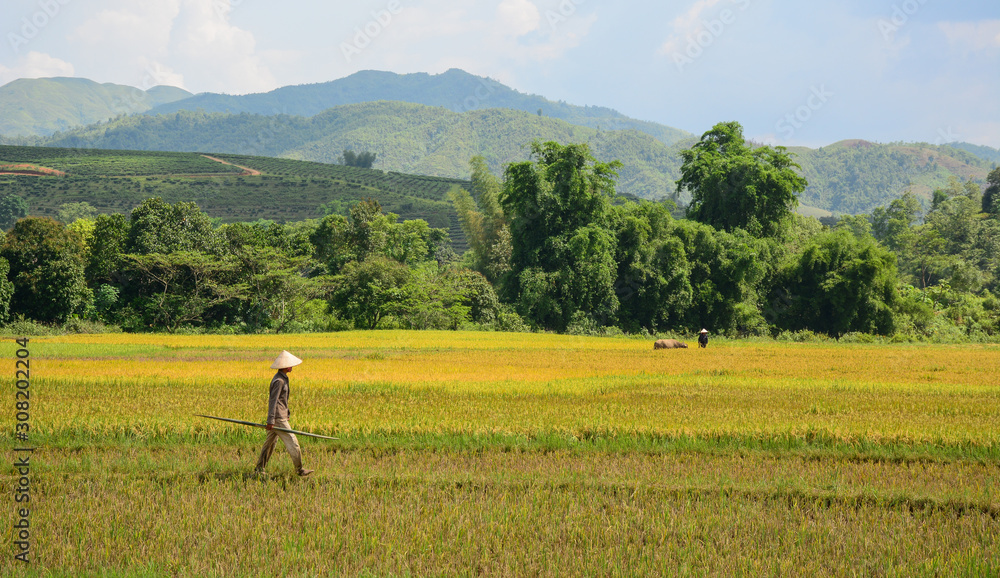 Farmers harvesting rice on the field