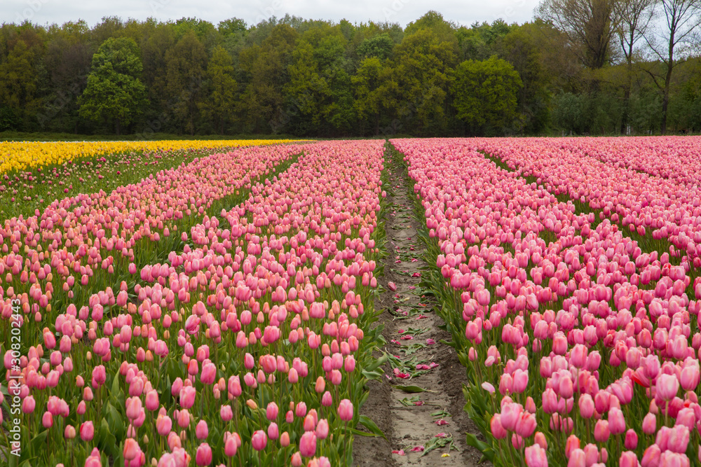 Field of tulips