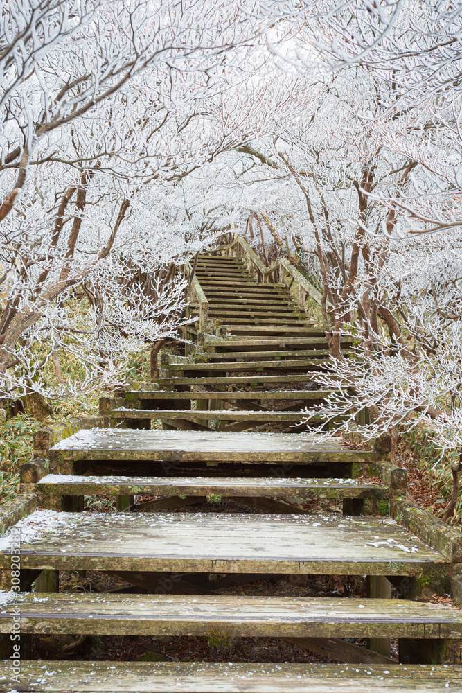 霧氷のトンネル 霧氷のトンネル