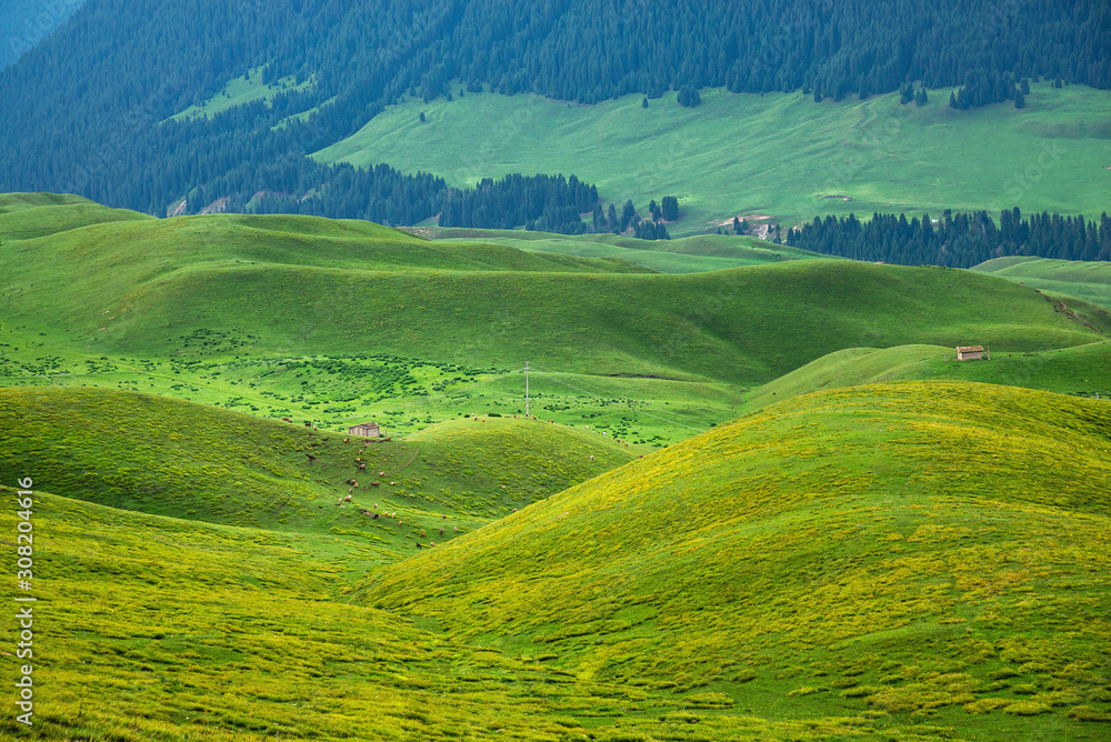 Mountain nature landscape with grassy green meadows and grazing sheep