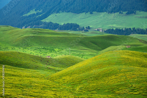 Mountain nature landscape with grassy green meadows and grazing sheep