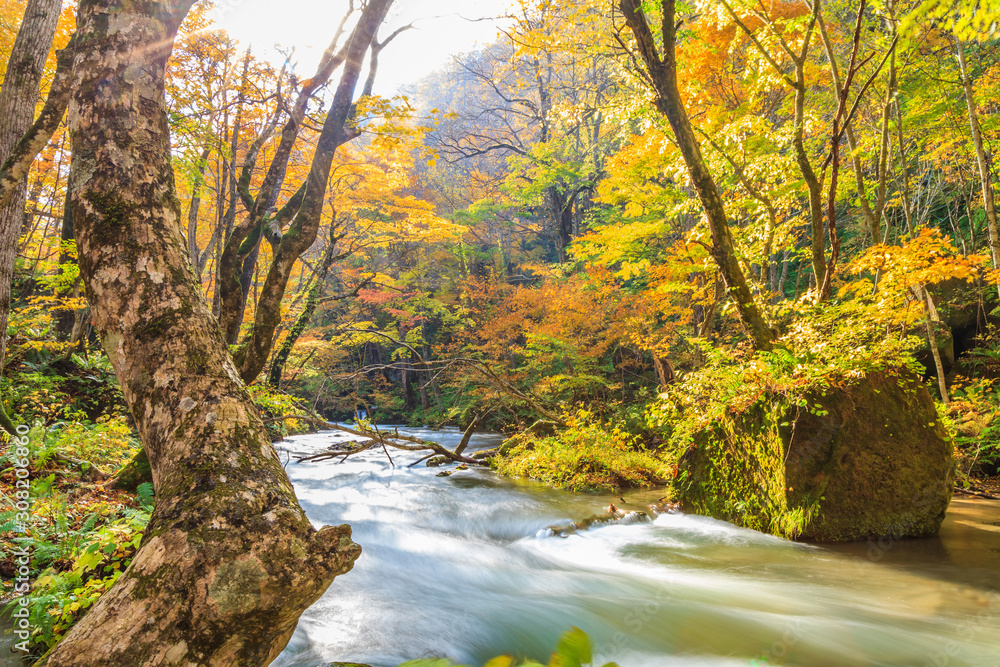 Oirase Stream in autumn at Towada Hachimantai National Park in Aomori, Tohoku, Japan