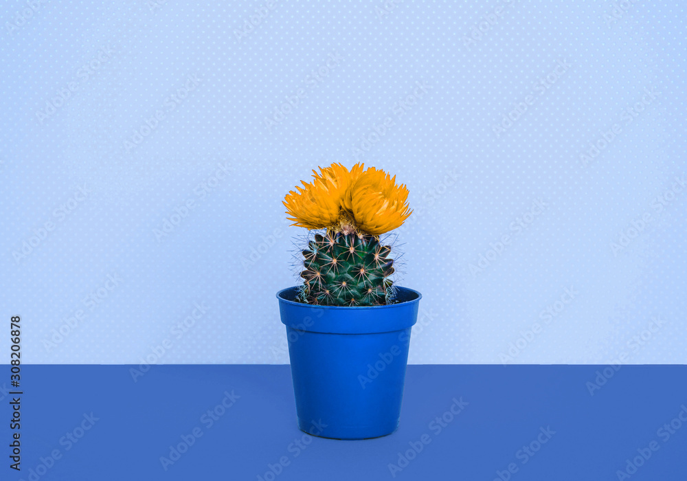 Small cactus in a flowerpot on a trendy blue background.