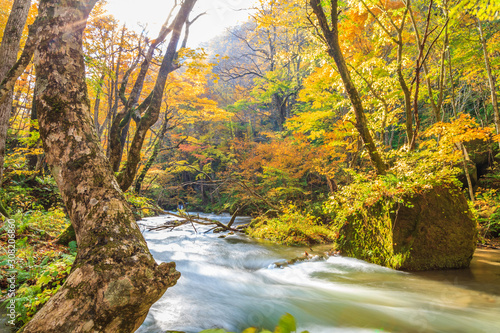 Oirase Stream in autumn at Towada Hachimantai National Park in Aomori  Tohoku  Japan
