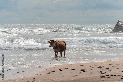 Galle, Sri lanka - Sept 2015: Brown cow with twisted horns, walking through shallow water at a beach