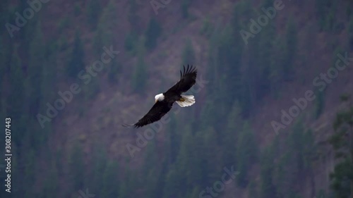 Slow motion video of a bald eagle flying over a lake searching for Kokanee Salmon to grab out of Coeur d'Alene Lake. photo