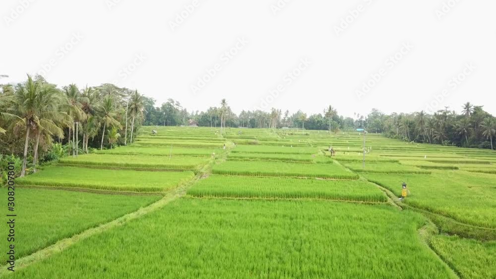 This is Ubud the center city from Bali. Ubud is surrounded by a wonderful nature. Like the jungle and rice terraces. This is Ubud the center city from Bali. Ubud is surrounded by a wonderful nature. Like the jungle and rice terraces.