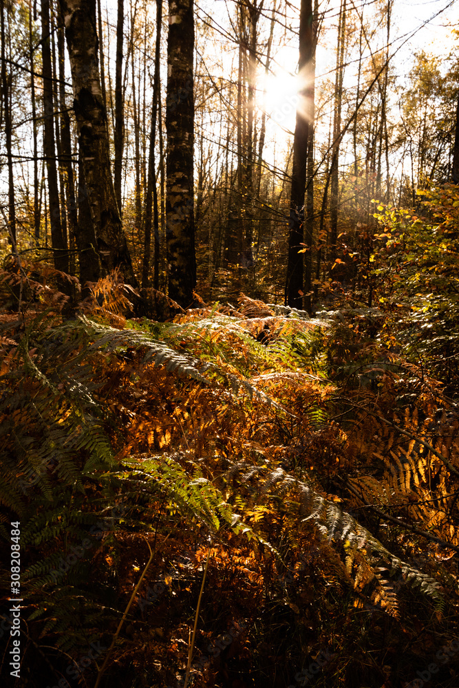 autumn in the forest