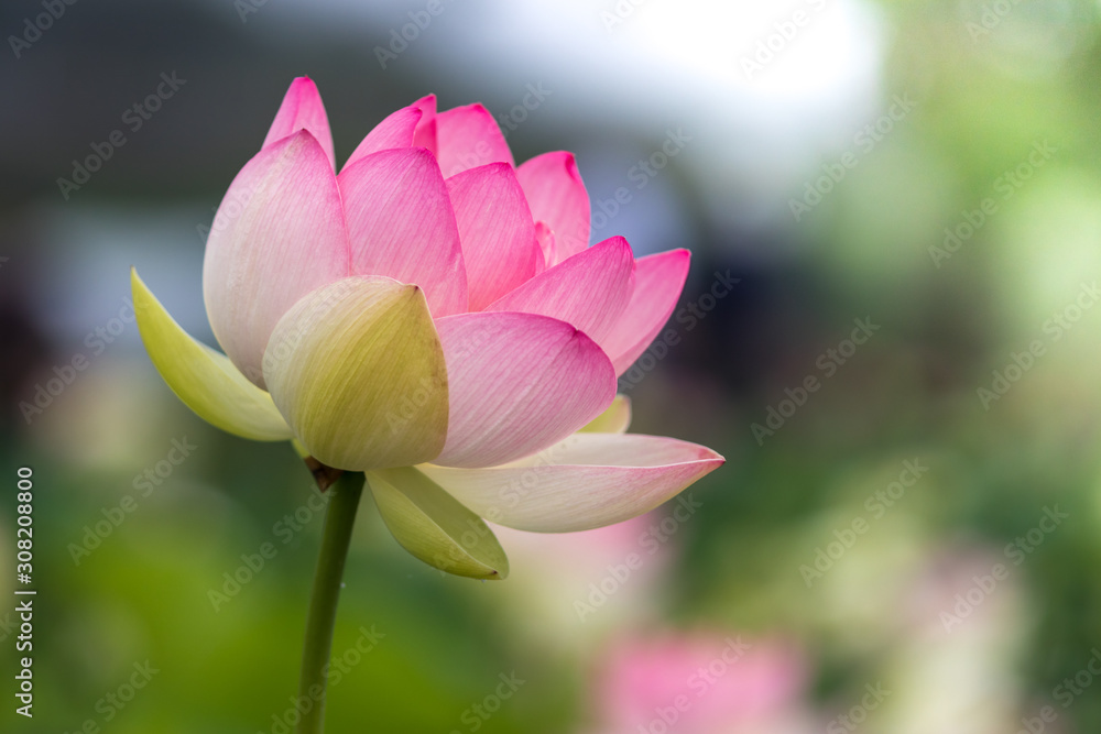 蓮の花 初夏イメージ 蓮の花 初夏イメージ