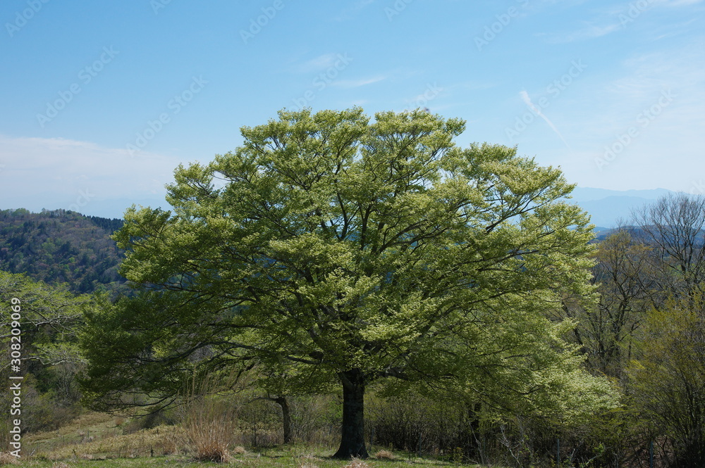 Obraz premium 大きな木