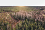 Aerial View of Forest path in Finland National park