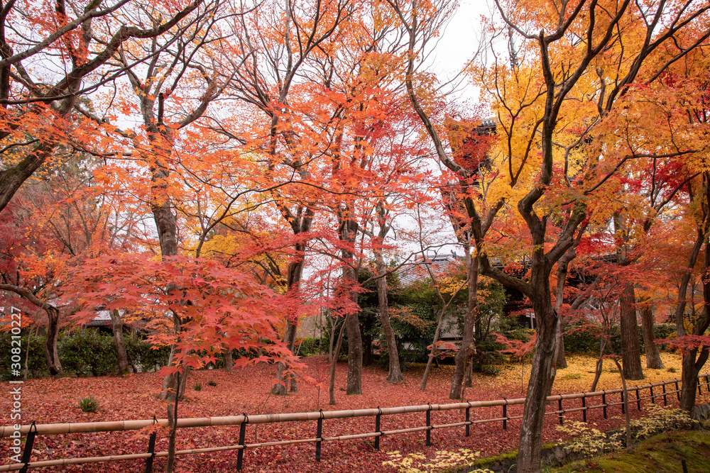 Naklejka premium 真如堂の紅葉絨毯