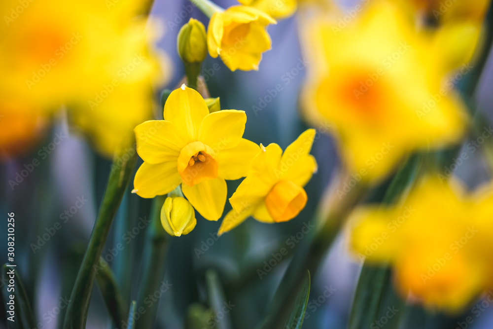 Obraz premium 水仙の花