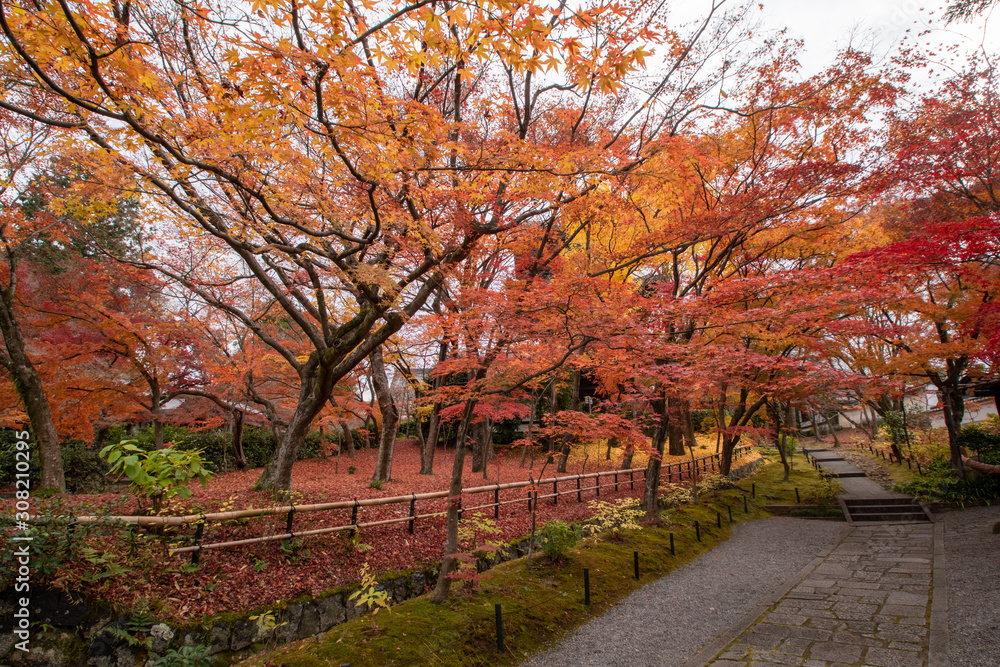 真如堂の紅葉絨毯