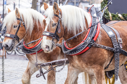 Pferde vor Kutsche am Christkindlesmarkt in Nürnberg