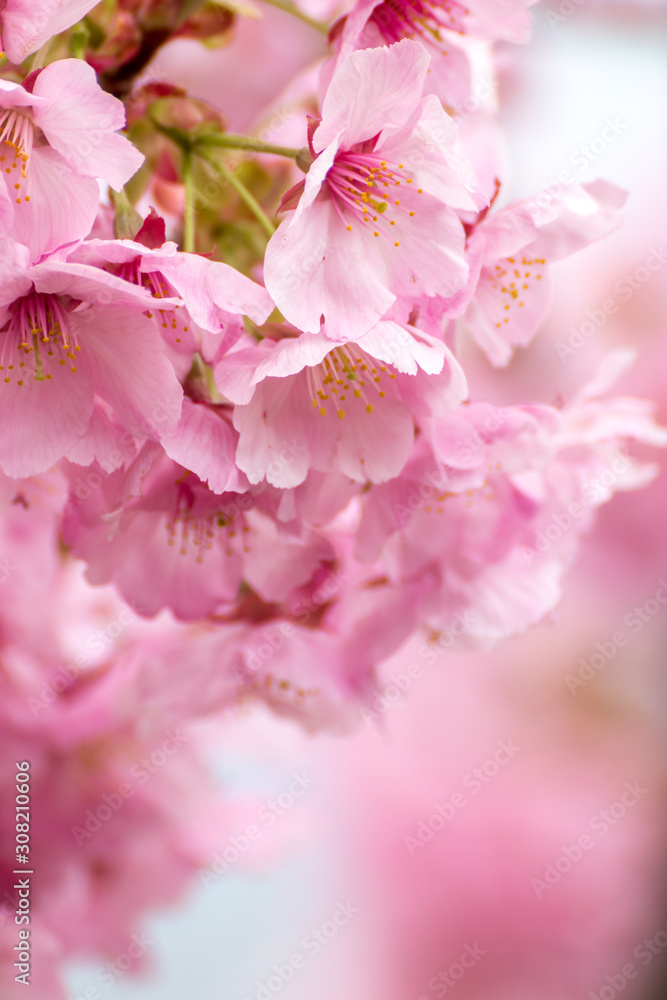 桜の花 春イメージ 桜の花 春イメージ
