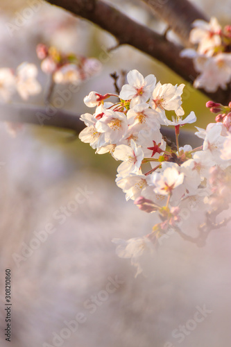 桜の花 春イメージ