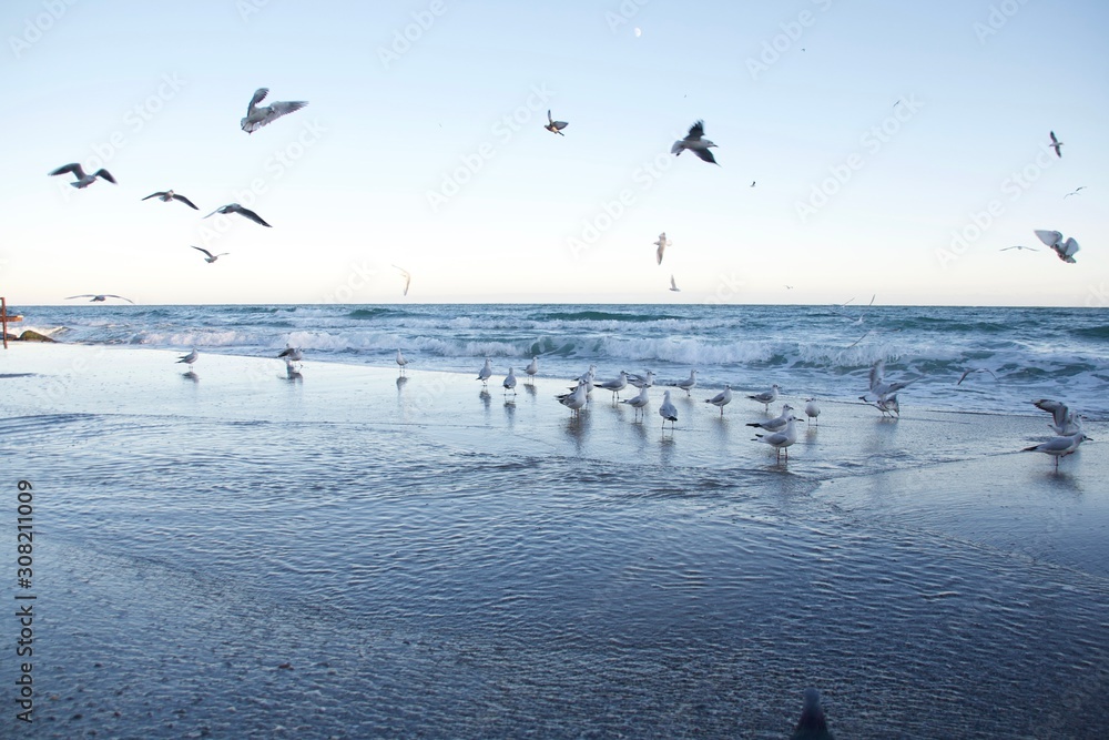 beautiful seagulls flying by the sea