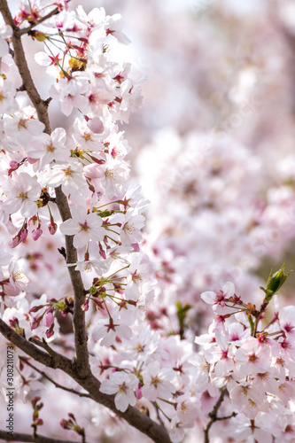 桜の花 春イメージ