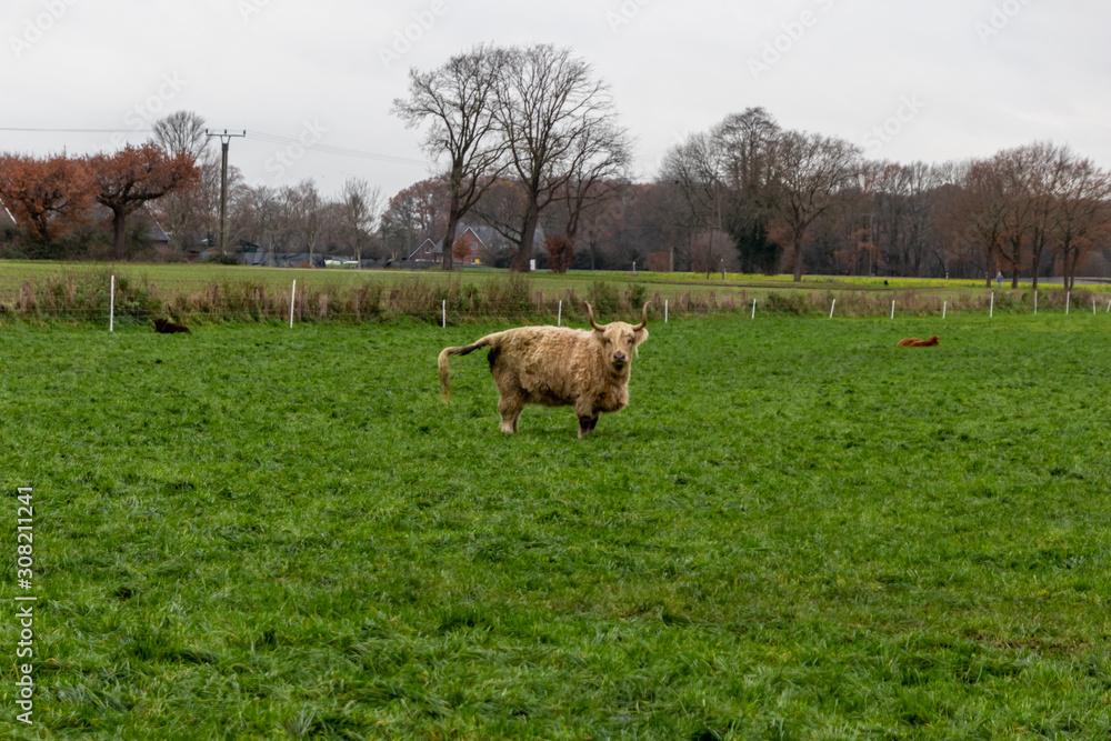 Obraz premium Herde schottischer Galloway-Rinder in Freilandhaltung grast auf einer Weide eines Biobauernhofs mit artgerechter Haltung zur nachhaltigen Fleischproduktion und Milchproduktion