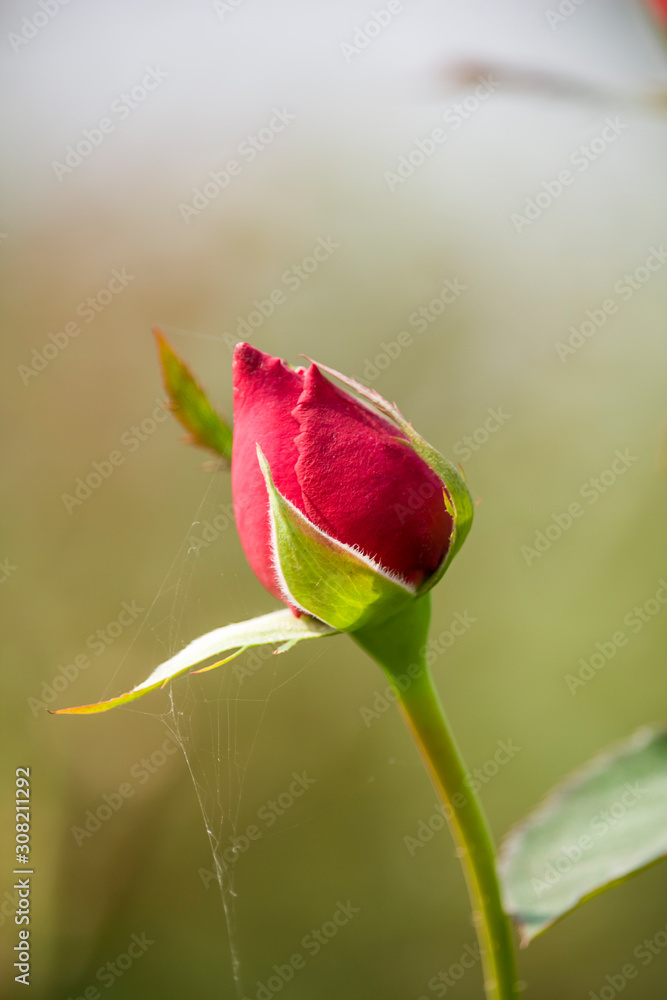 Beautiful Red Rose Flower Blooming Bud in the Garden Beautiful Red Rose Flower Blooming Bud in the Garden