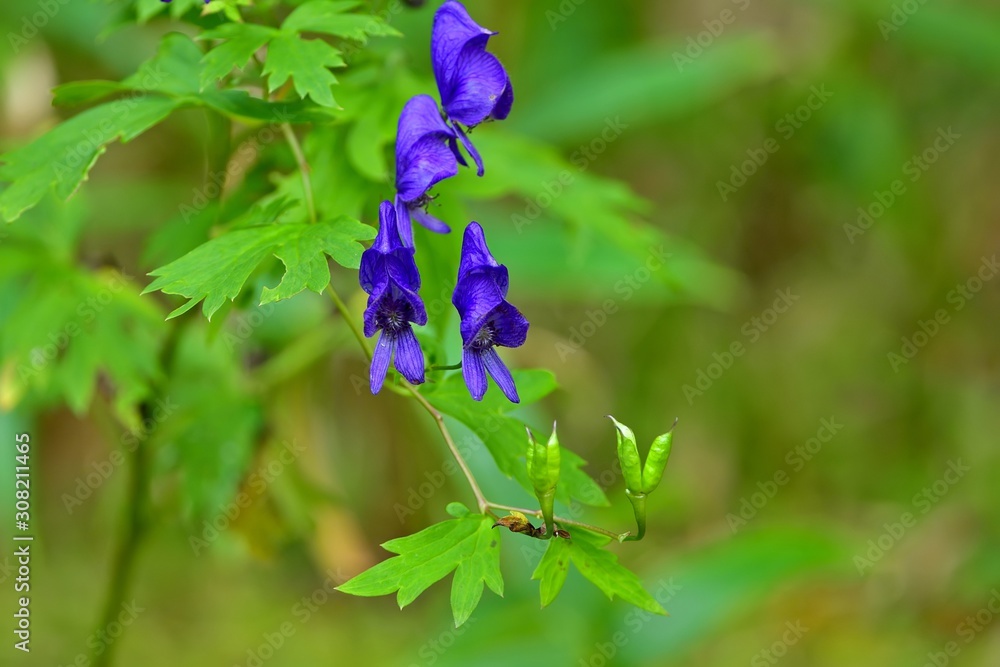 大台ヶ原山で見たトリカブトの一種カワチブシの花 Stock 写真 Adobe Stock 大台ヶ原山で見たトリカブトの一種カワチブシの花 Stock 写真 Adobe Stock