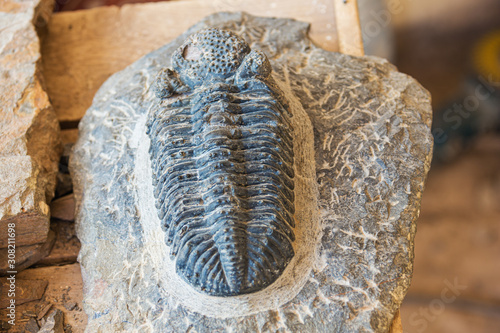 Close up of a fossilized trilobite imbedded in a rock as found in the area of Erfoud