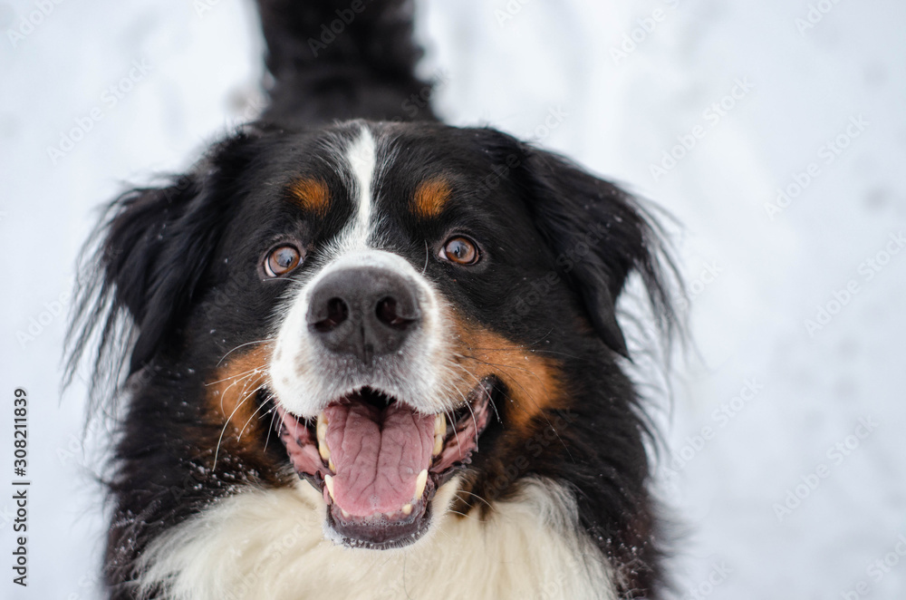 Bernese mountain dog head close-up with snow on nose