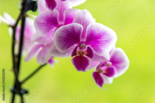 Pink-rosa-farbene Orchidee in voller Blütenpracht und mit sich öffnenden Blütenknospen als edles Geschenk zum Muttertag oder zur Freude und Zierde für Freunde und Verwandte