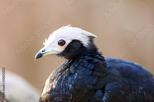 The blue-throated piping guan (Pipile cumanensis), portrait of a bird from the family Cracidae. photo