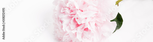 Romantic banner  delicate white peonies flowers close-up. Fragrant pink petals