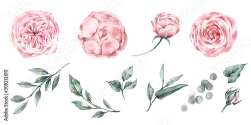 Set of watercolor graphics roses peonies and plant branches. For design fabric, poster or card. Botanical illustration.