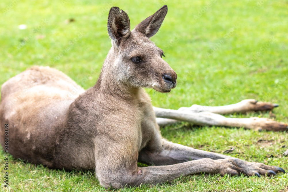 カンガルーのポートレート