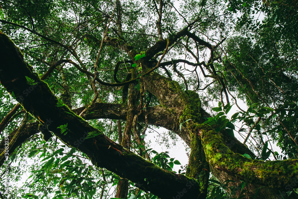 Fototapeta premium Big tall tree in forest or large root green tree on the background.