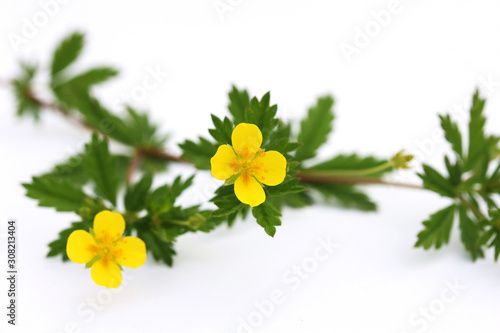 Flower of tormentil (Potentilla erecta) isolated on white.